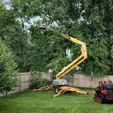 Best Tree Disease Treatment  in Roanoke, VA