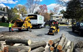 Best Tree Risk Assessment  in Roanoke, VA