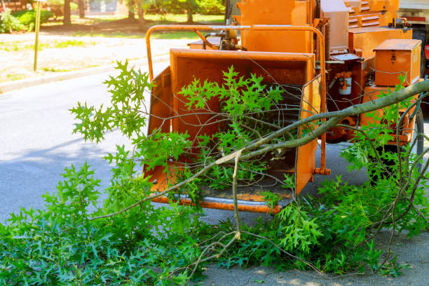 Best Lawn Dethatching  in Roanoke, VA