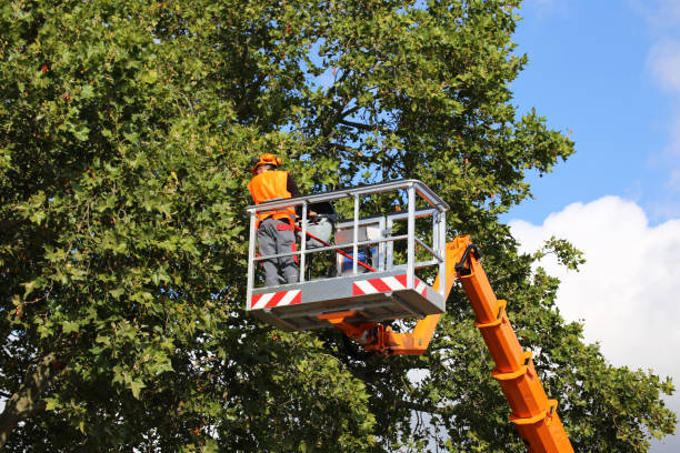 Roanoke, VA Tree Services Company