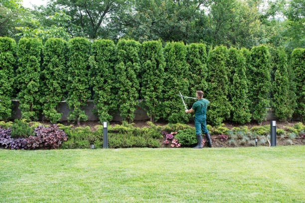 Best Tree Removal  in Roanoke, VA