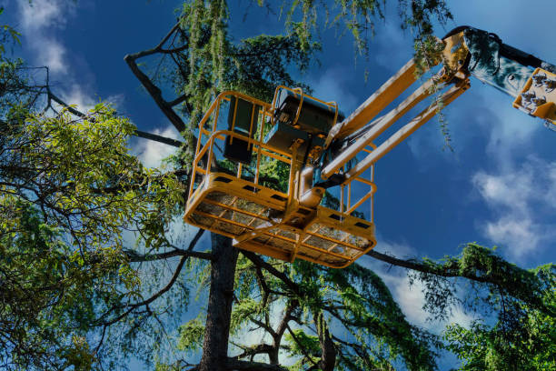 Best Storm Damage Tree Cleanup  in Roanoke, VA