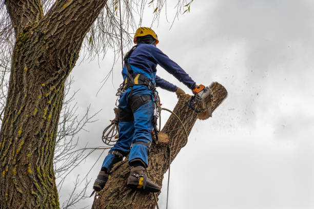 Best Commercial Tree Services  in Roanoke, VA