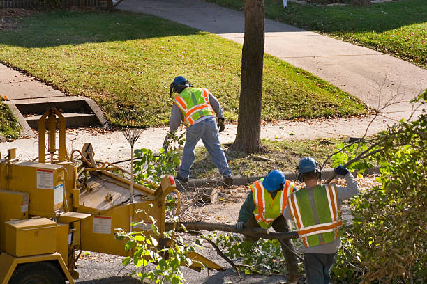 Best Palm Tree Trimming  in Roanoke, VA