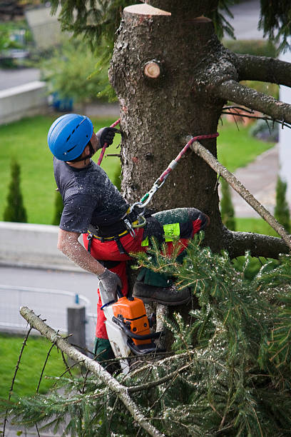 Best Tree Cabling and Bracing  in Roanoke, VA