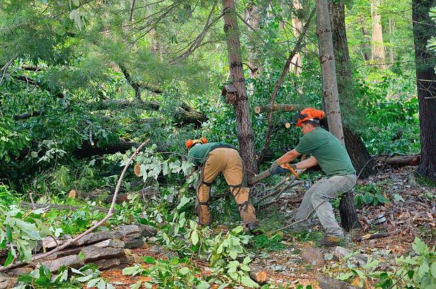 How Our Tree Care Process Works  in  Roanoke, VA