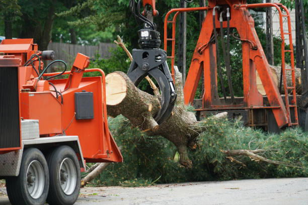 Best Tree Maintenance Programs  in Roanoke, VA