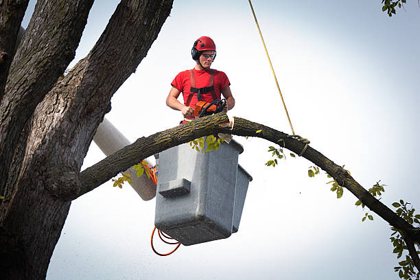 Best Hazardous Tree Removal  in Roanoke, VA