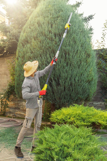 Best Lawn Renovation and Restoration  in Roanoke, VA
