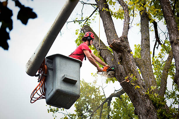 Best Emergency Tree Removal  in Roanoke, VA