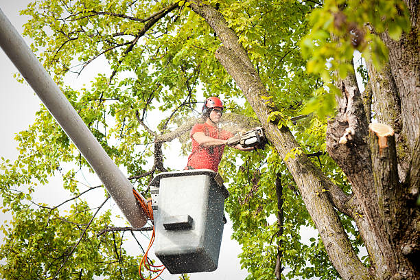 Best Seasonal Cleanup (Spring/Fall)  in Roanoke, VA