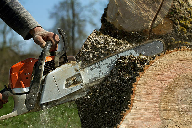 Best Tree Cabling and Bracing  in Roanoke, VA