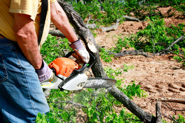 Best Lawn Maintenance Plans  in Roanoke, VA